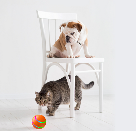 KittyPlay™  Pet Wicked Intelligent Ball Toy